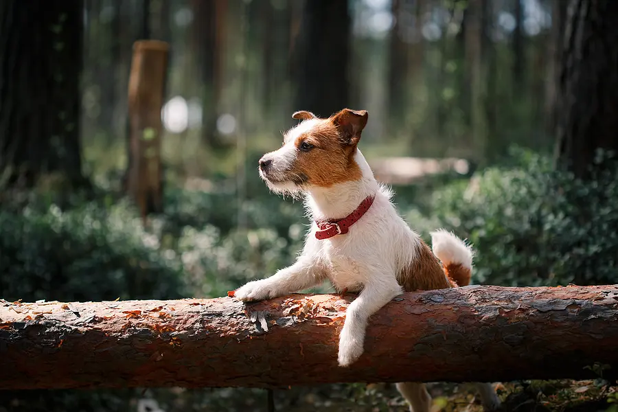 USDA approves combination vaccine for Lyme and lepto for dogs