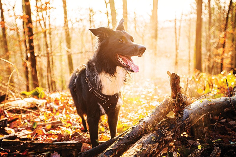 Vaccine updates to discuss with clients
