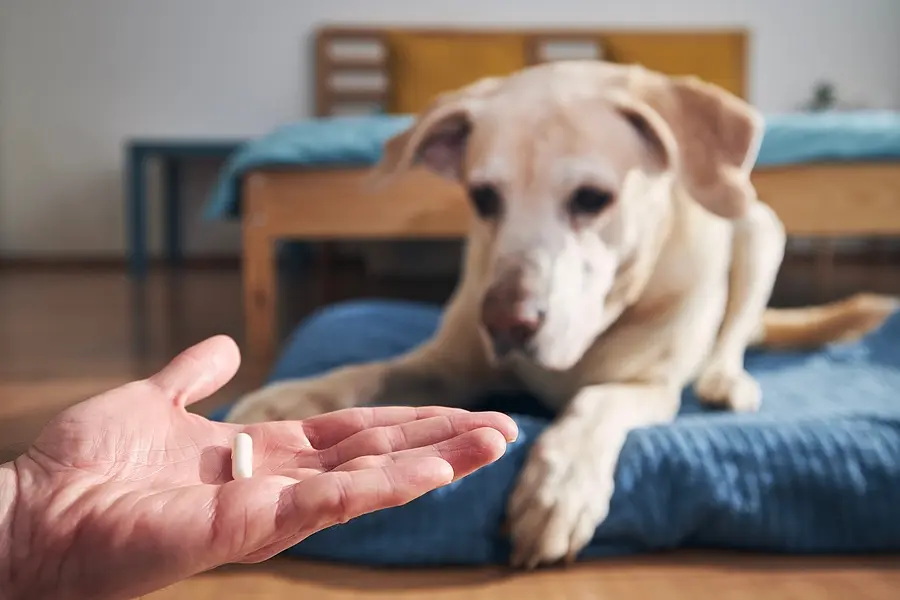 New approach to old pets