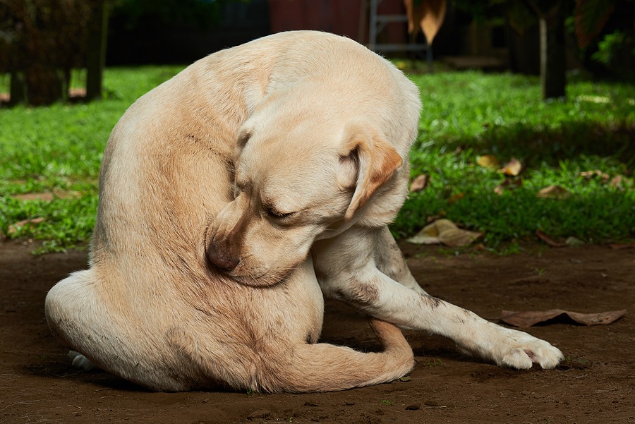 Challenges in treating canine allergic skin diseases revealed in global survey