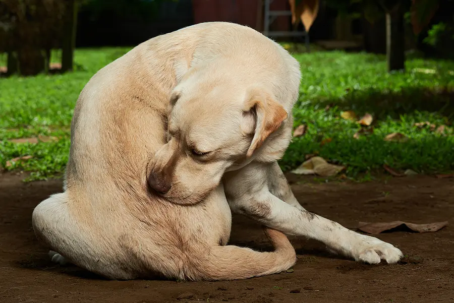 Challenges in treating canine allergic skin diseases revealed in global survey