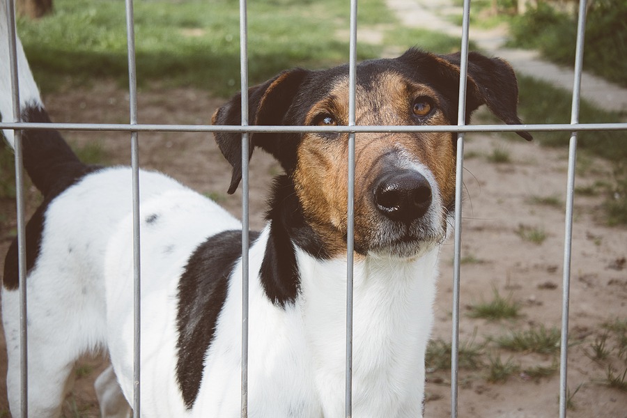 California rescue facility investigated for alleged animal abuse, cruelty