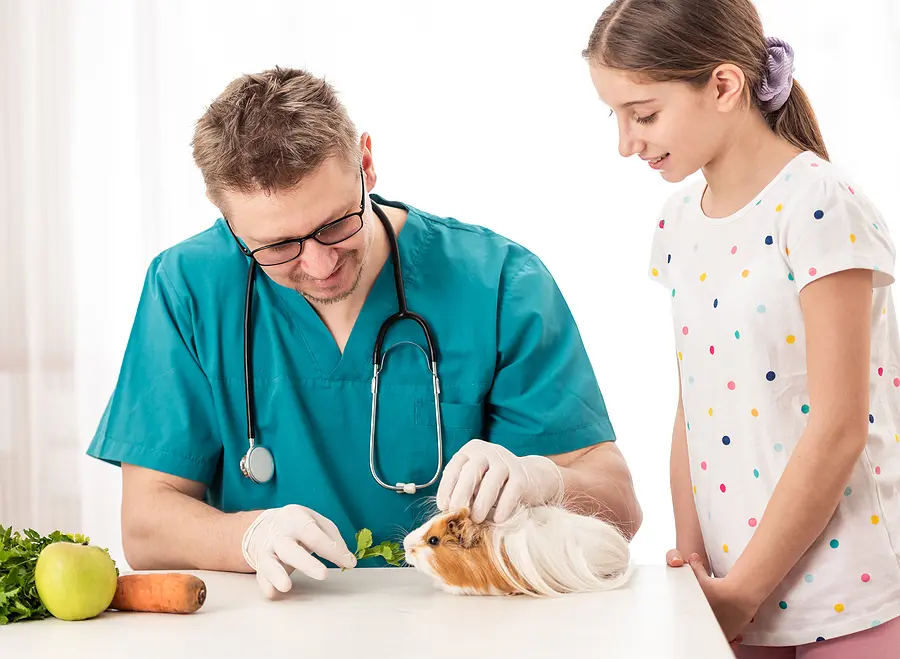 Vets debunk guinea pigs' reputations