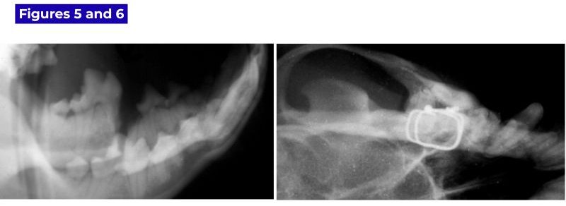 X-ray images