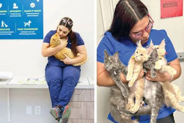 Managing feline heart health