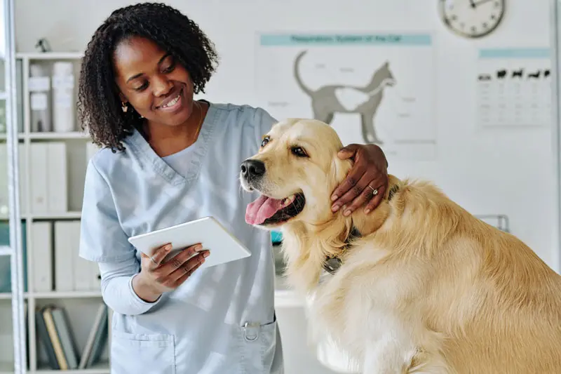 Why you need an AI vet scribe ASAP