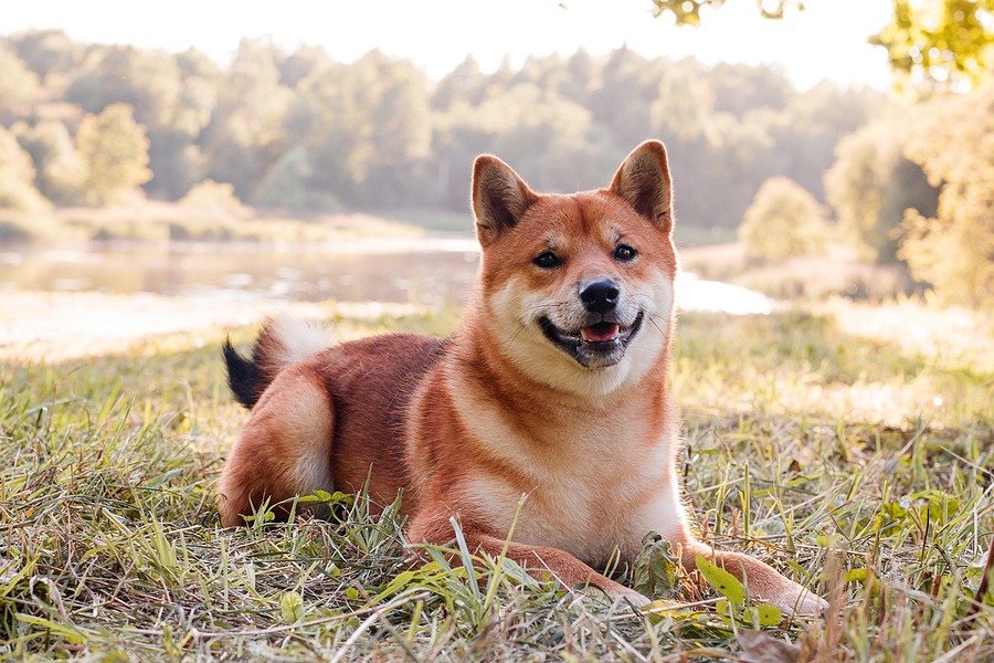 Summer claims data highlight seasonal risks for U.S. pets