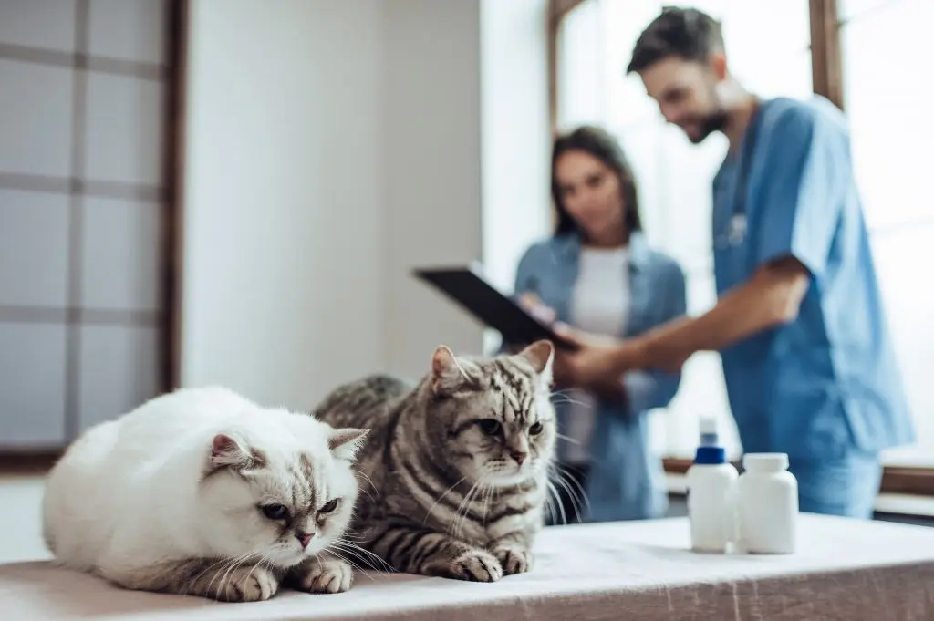New feline-only organization aims to close gap in veterinary care