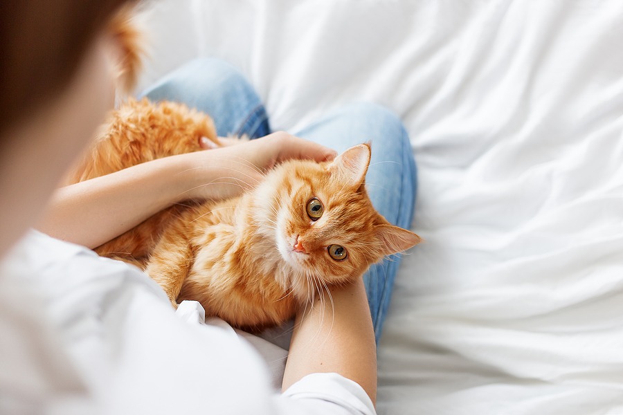 Suburbs dominate 2026 list of top cat-loving U.S. cities