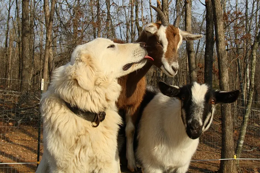 The lost art of veterinary pragmatism