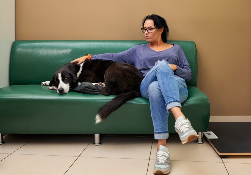 Report highlights financial barriers shaping veterinary care decisions