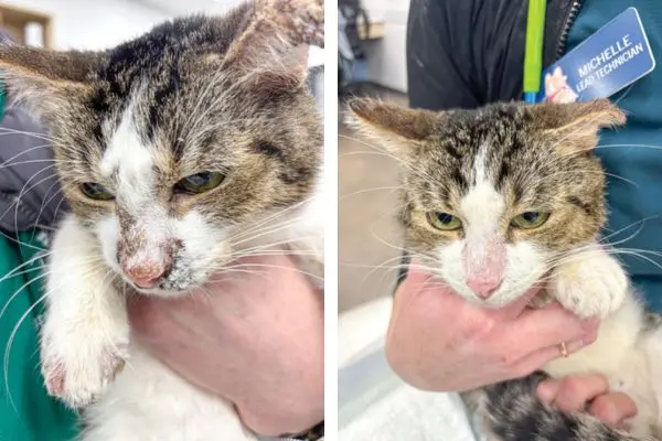 A veterinary dermatologist's perspective JAK inhibitors