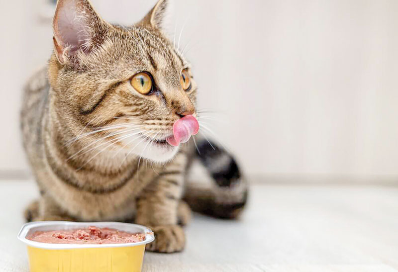 How diet supports cats with cancer