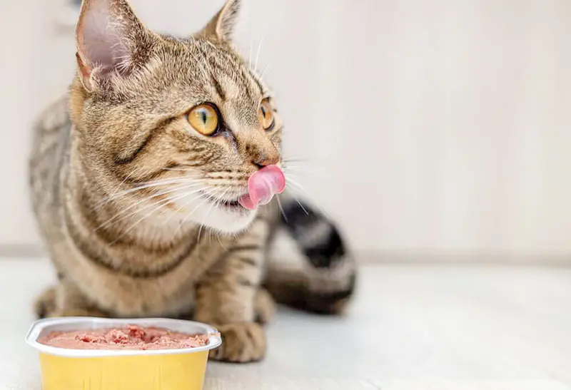 How diet supports cats with cancer