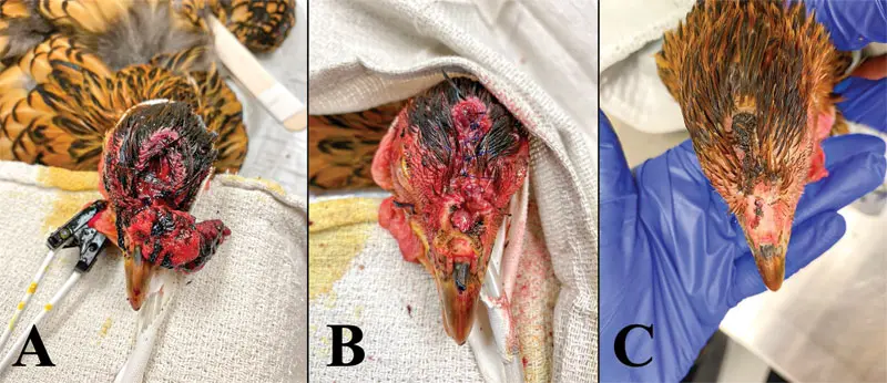 Reviewing common emergencies of backyard poultry