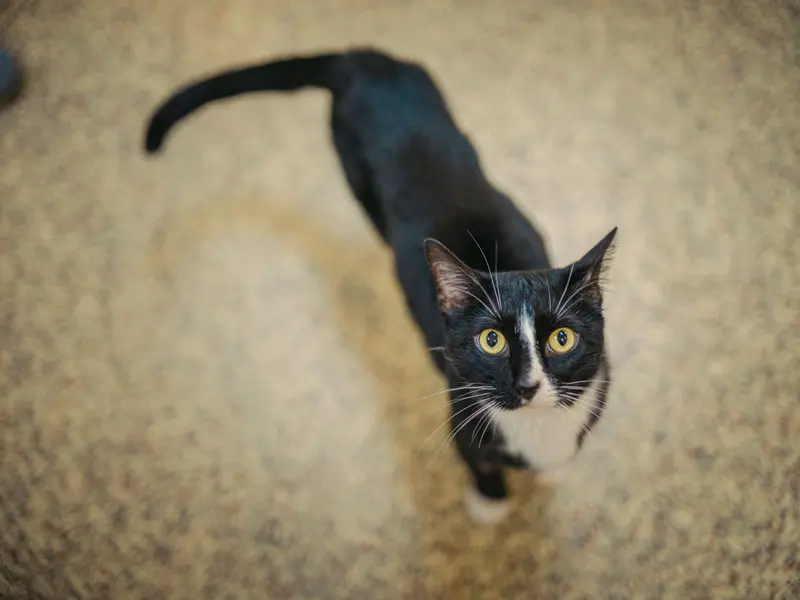 How diet supports cats with cancer