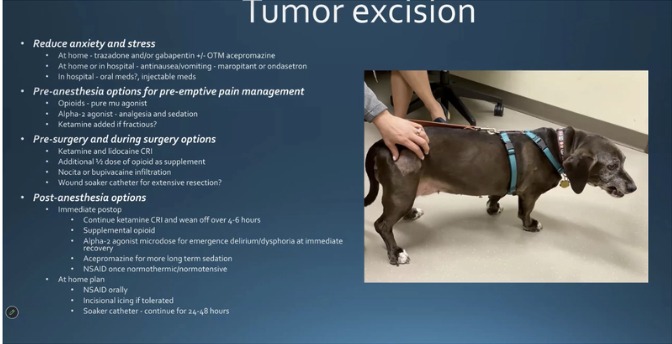 No Pain is More Gain: Multimodal Analgesia in Dogs and Cats