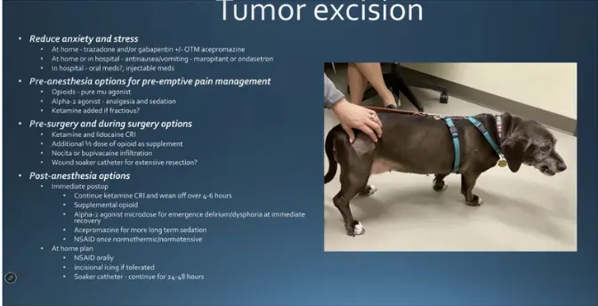 No Pain is More Gain: Multimodal Analgesia in Dogs and Cats