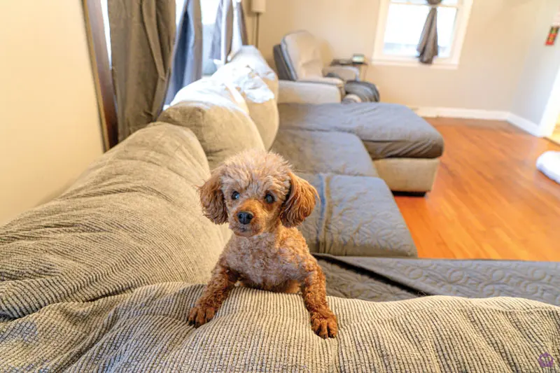 How to manage anxiety in pets