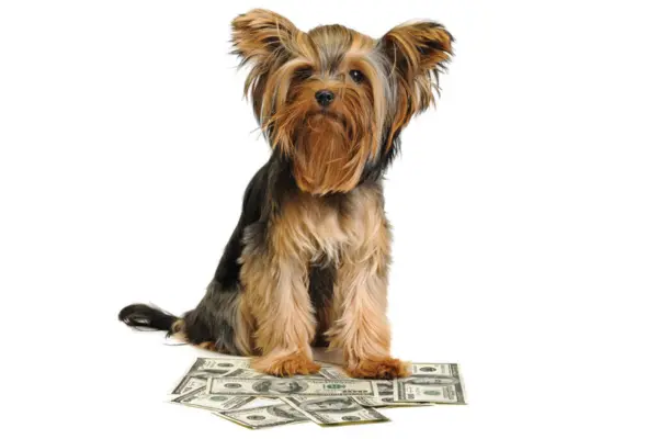 How labor is driving the high cost of vet care