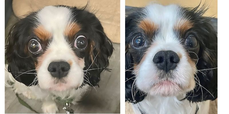 A look at multiple types of myositis in a Cavalier King Charles spaniel