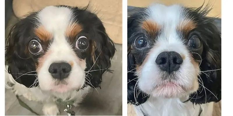 A look at multiple types of myositis in a Cavalier King Charles spaniel