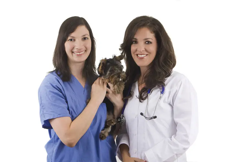 What licensure in veterinary medicine really ensures