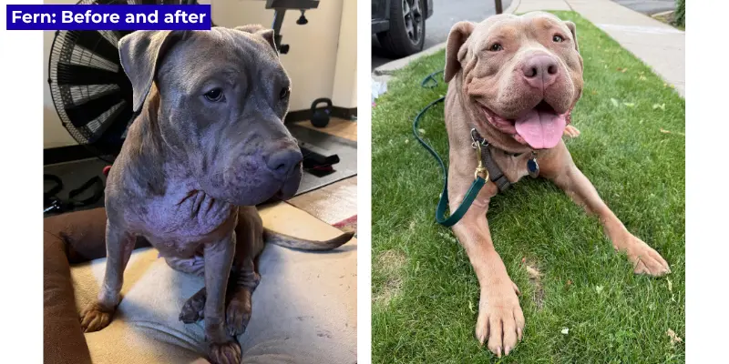 A regenerative approach to chronic skin disease in pets