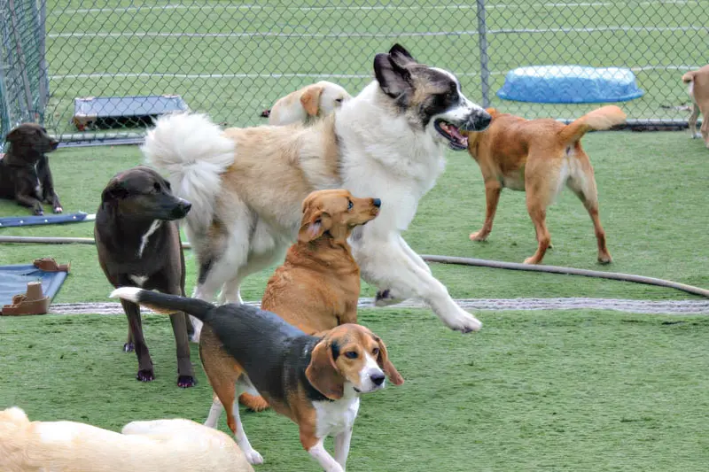 OA pain management: How three vets treated their own dogs