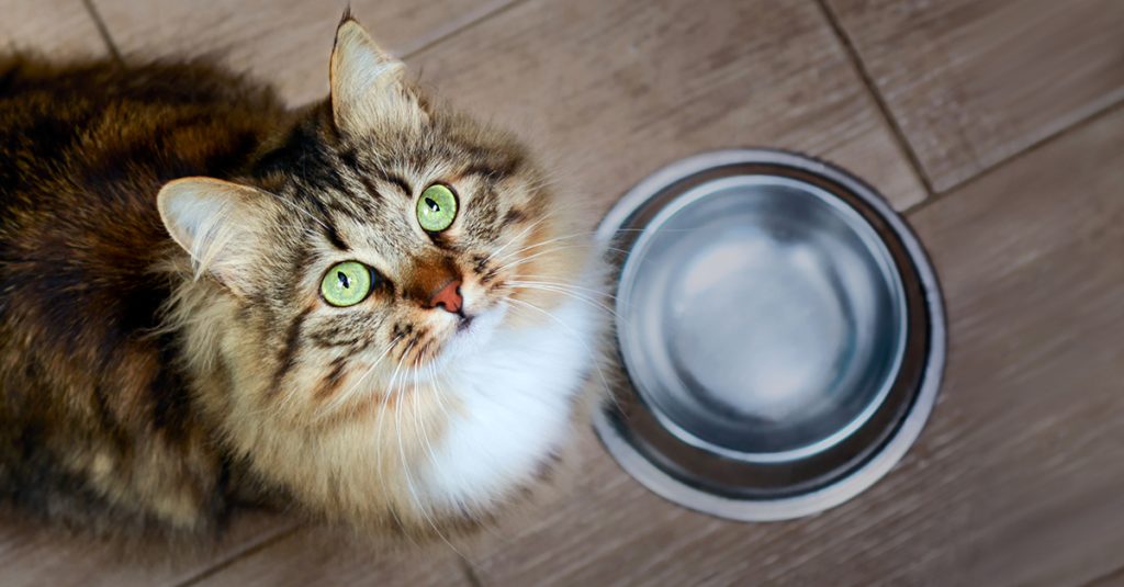 Help resolve diarrhea and support post-op recovery