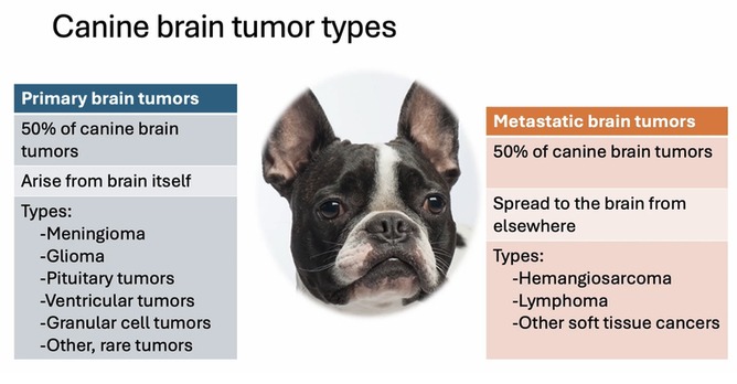Could this be a brain tumor? Navigating Canine Brain Tumor Management as a General Practitioner