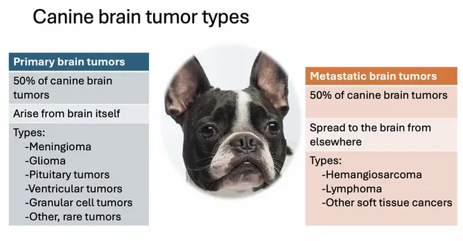 Could this be a brain tumor? Navigating Canine Brain Tumor Management as a General Practitioner
