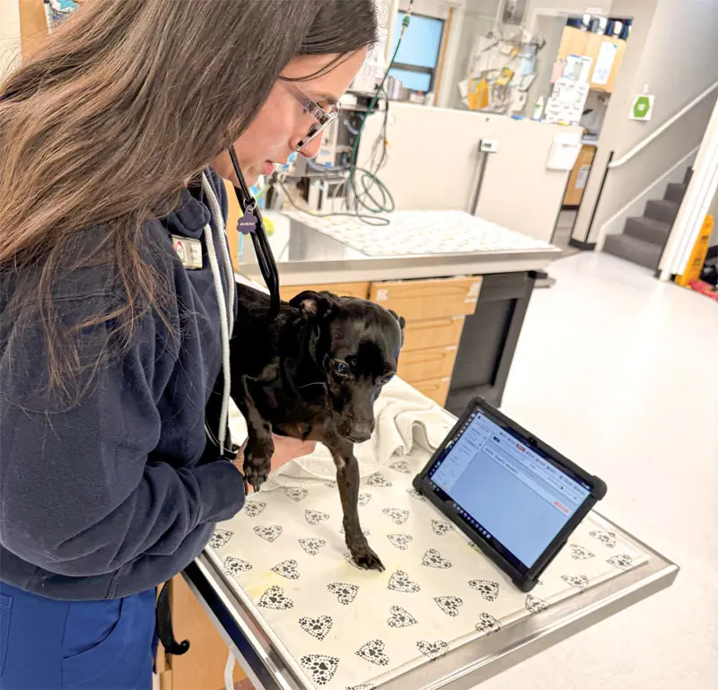 The next leap in veterinary AI: Clinical companions