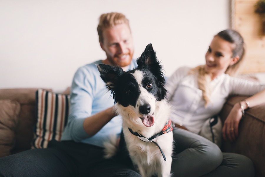 AAHA updates canine diabetes management guidelines