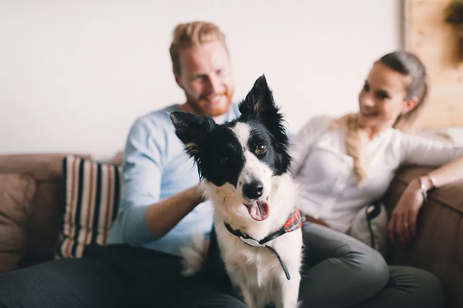 AAHA updates canine diabetes management guidelines