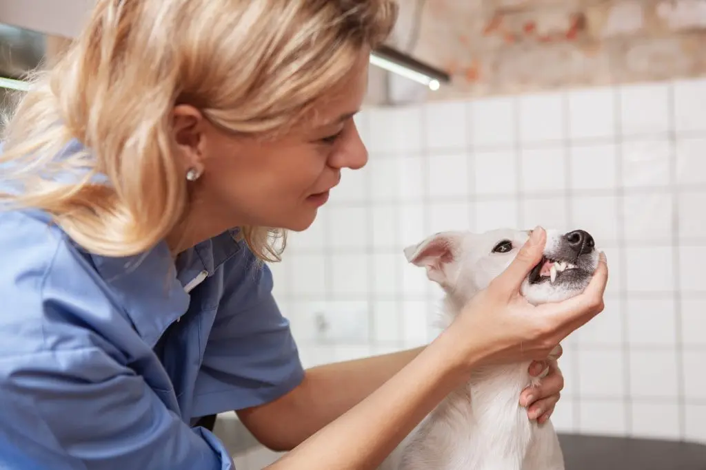 WSAVA releases new dental guidelines