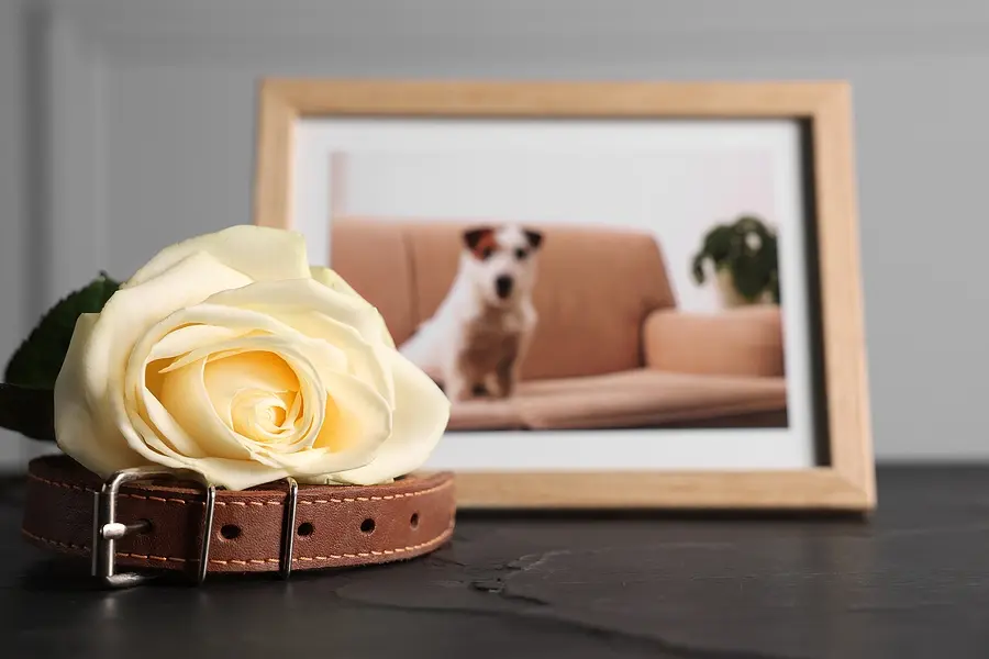 Pet loss goes unacknowledged for many owners, survey finds