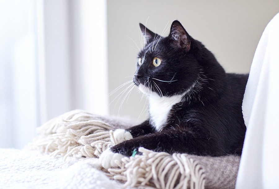 U.S. cat ownership trends, insights revealed in new report