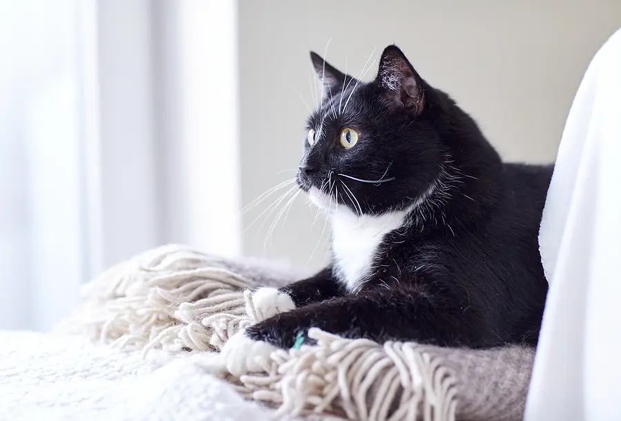 U.S. cat ownership trends, insights revealed in new report