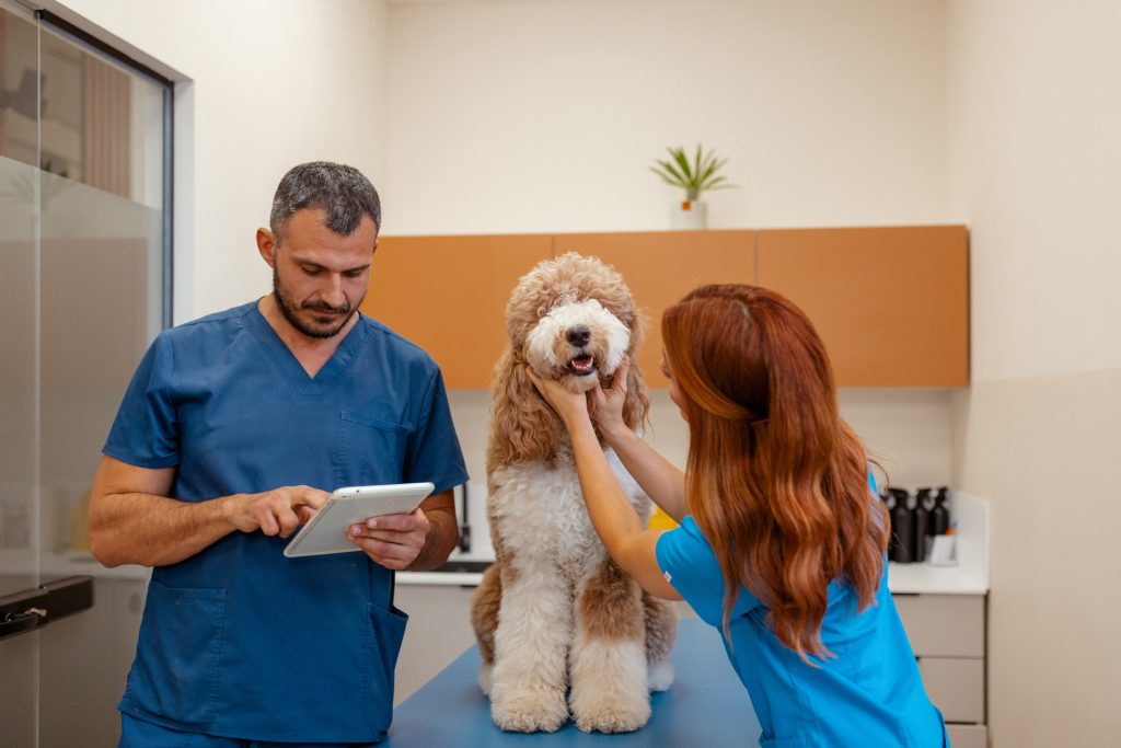 What's the ROI on AI in veterinary practices?