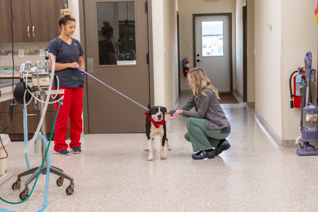 How CE helps form vet tech professional identities