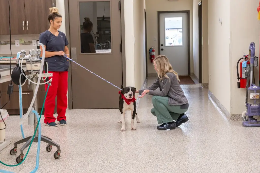 How CE helps form vet tech professional identities
