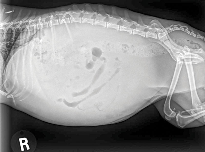 Get gutsy about canine GI health, part 1