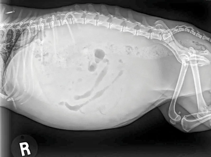 Get gutsy about canine GI health, part 1