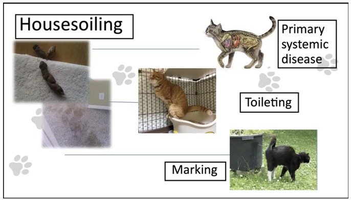 Easy as One, Two, Pee: Solving Feline Housesoiling