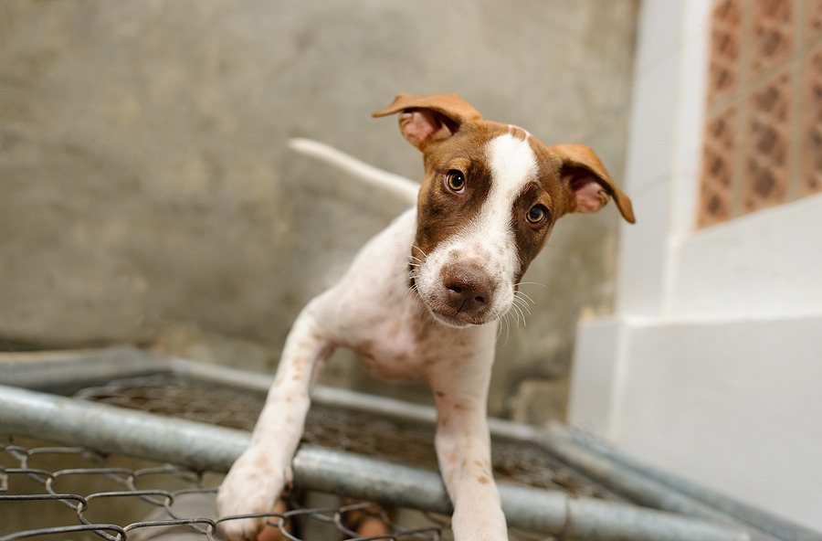 Compressed heartworm treatment shows 95 percent efficacy
