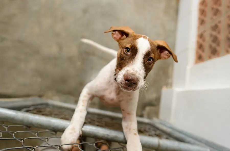 Compressed heartworm treatment shows 95 percent efficacy