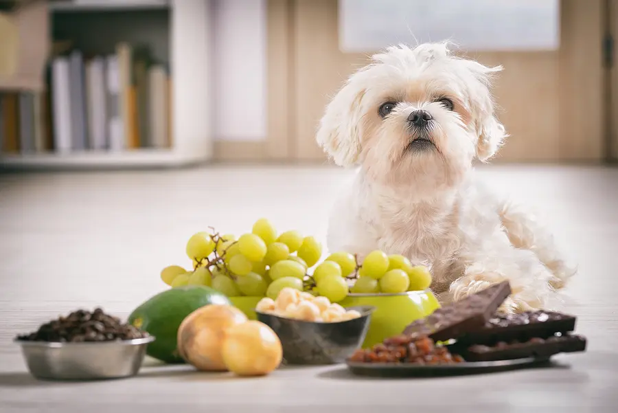 Recognizing and treating chocolate poisoning in animals