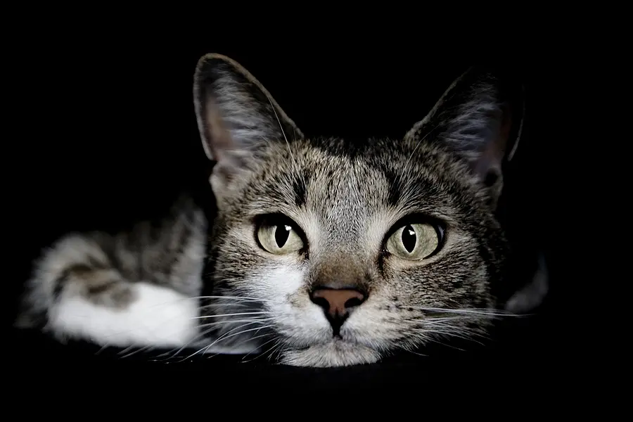 Managing feline UOs with the most up-to-date evidence
