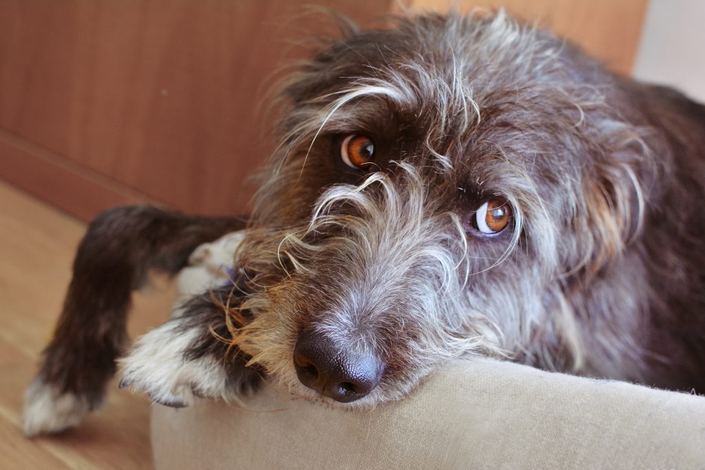 Study links hydrogel products to acrylamide toxicosis in dogs